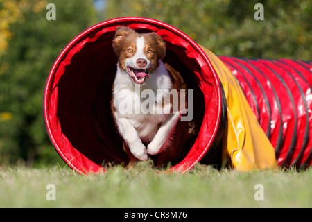 Dog running through tunnel Stock Photo