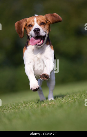 Dog running on grass with tongue out Stock Photo