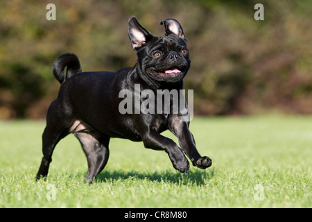 Black dog running on grass Stock Photo