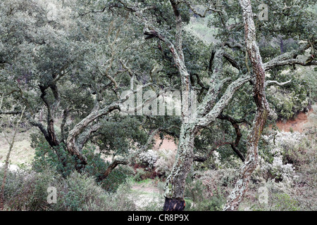 Wood of cork oaks (Quercus suber), Massif des Maures mountain range, Provence-Alpes-Côte d'Azur region, France, Europe Stock Photo