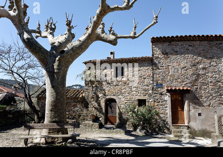 Bald plane tree in front of a medieval stone house, Collobrières, Massif des Maures, Provence-Alpes-Côte d'Azur, France, Europe Stock Photo