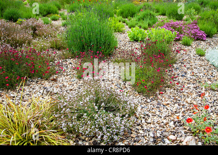 Gravel garden with drought tolerant plants, lavender (Lavendula 'Hidcote') and dianthus (Dianthus deltoides ‘Flashing Lights’) Stock Photo