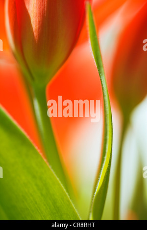 Didier's Tulip (Tulipa gesneriana) Stock Photo