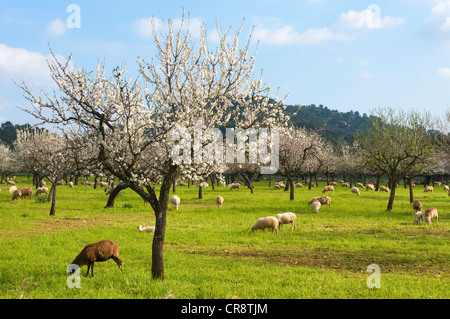 Almond tree plantation, Serra de Tramuntana, Majorca, Balearic Islands, Spain, Europe Stock Photo