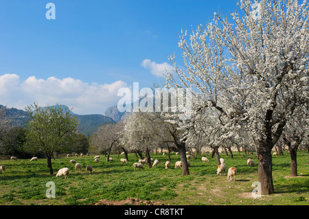 Almond tree plantation, Serra de Tramuntana, Majorca, Balearic Islands, Spain, Europe Stock Photo