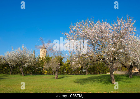 Blossoming almond trees and a windmill in Santa Maria del Cami, Majorca, Balearic Islands, Spain, Europe Stock Photo