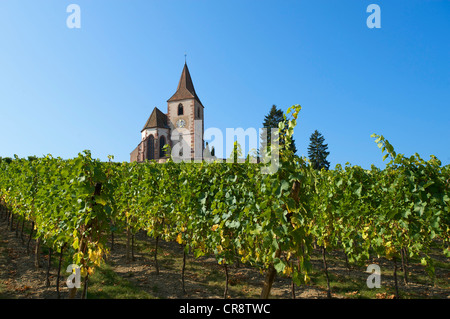Church in the vineyards of Hunawihr, Alsace, France, Europe Stock Photo