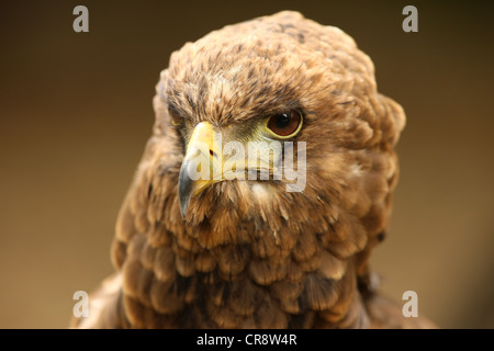 Portrait of a Bateleur Eagle Stock Photo