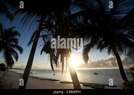 View on palm trees and sunset on the beach. Mombasa, Kenya, East Africa. Stock Photo