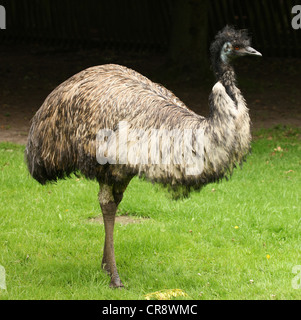 Portrait of an Emu Stock Photo