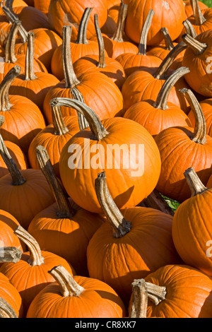 Pumpkins for sale, farm stand, Eden, Vermont, USA Stock Photo