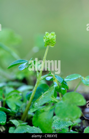 The tiny flower-head of moschatel or townhall clock UK Stock Photo