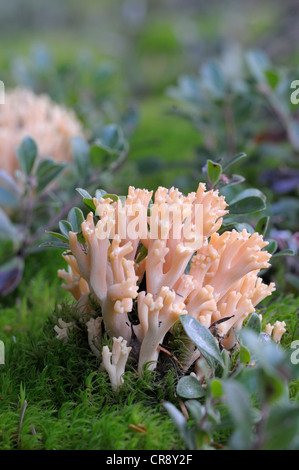 Pink Coral Mushroom (Ramaria formosa), Vancouver Island, British Columbia, Canada Stock Photo