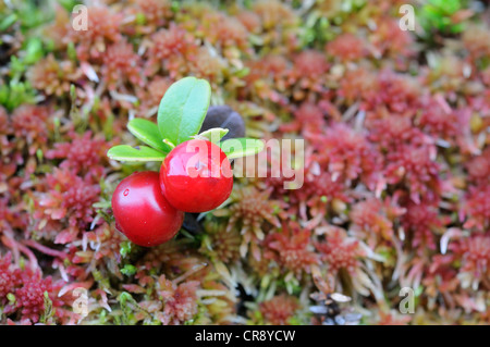 Cranberries (Vaccinium vitis-idaea) on moss, Ringebufjellet, Norway, Europe Stock Photo