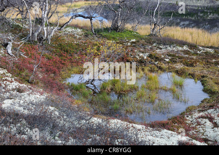 Water hole in fjell landscape in Rondane National Park, Norway, Europe Stock Photo