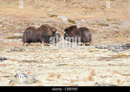 Musk oxen (Ovibos moschatus) in Dovrefjell Sunndalsfjella National Park, Norway, Europe Stock Photo