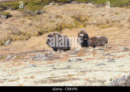 Musk oxen (Ovibos moschatus) in Dovrefjell Sunndalsfjella National Park, Norway, Europe Stock Photo