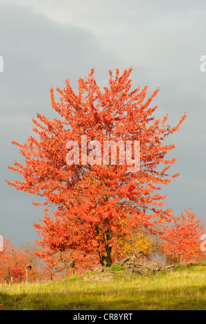 Cherry (Prunus sp.) trees in autumn with brightly coloured leaves, Harz Mountains, Saxony-Anhalt, Germany, Europe Stock Photo