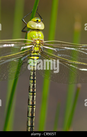 Hatching female Emperor dragonfly Stock Photo