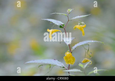 Touch-me-not Balsam (Impatiens noli-tangere), Elbe Sandstone Mountains, Saxony, Germany, Europe Stock Photo