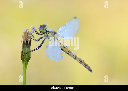Spotted darter (Sympetrum depressiusculum), female, Brandenburg, Germany, Europe Stock Photo