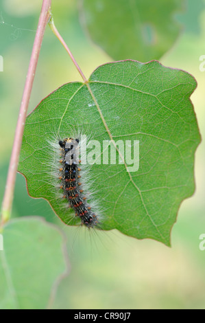 Gypsy Moth (Lymantria dispar), caterpillar, Middle Elbe Biosphere Reserve, Dessau, Germany, Europe Stock Photo