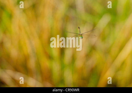 Downy Emerald dragonfly flying over a heathland pond in Dorset defending territory Stock Photo