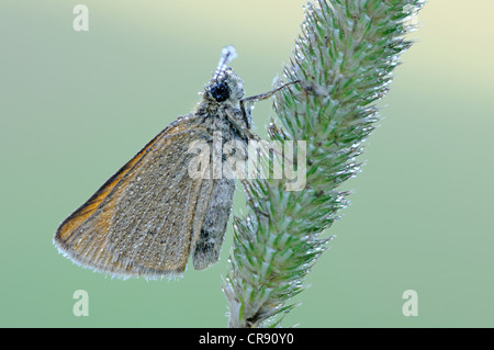 Skipper butterfly (Hesperiidae) with dewdrops, Elbe floodplain near Dessau, Saxony-Anhalt, Germany, Europe Stock Photo