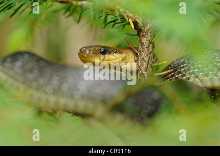 Aesculapian Snake (Zamenis longissimus), Triglav National Park, Slovenia, Europe Stock Photo