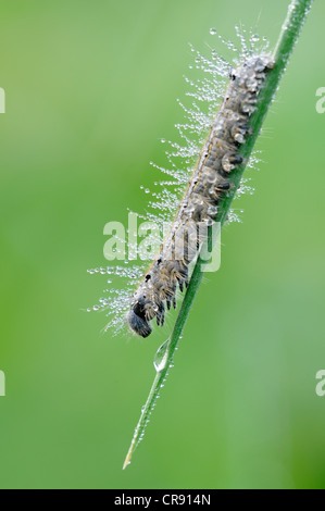 Caterpillar of the Lackey moth (Malacosoma neustria), Middle Elbe Biosphere Reserve near Dessau, Saxony-Anhalt, Germany, Europe Stock Photo