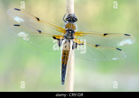Four-spotted chaser (Libellula quadrimaculata) Stock Photo