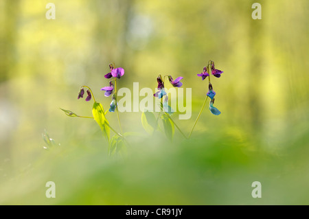 Spring Vetchling or Spring Pea (Lathyrus vernus) in lowland forest Stock Photo