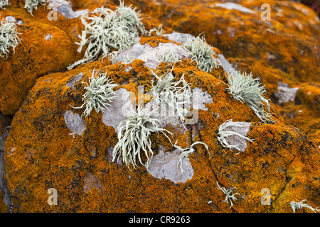 Orange Lichen covered rocks on Steeple Jason Island in the Falklands. Stock Photo