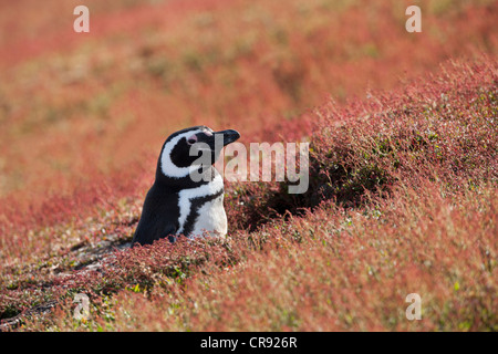 Magellanic Penguin (Spheniscus magellanicus) in it's nesting burrow surrounded by red plants Stock Photo