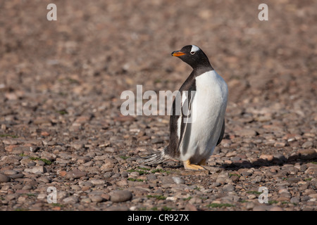 Gentoo Penguin (Pygoscelis papua papua) on Steeple Jason Island in the Falklands. Stock Photo