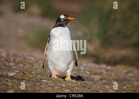 Gentoo Penguin (Pygoscelis papua papua) on Steeple Jason Island in the Falklands. Stock Photo