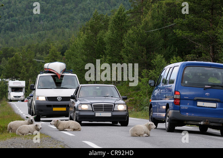 Sheep lying on a country road in Norway, Scandinavia, Europe Stock Photo