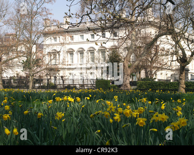 Daffodils in Green Park, London, with backdrop of a mansion in Queen's Walk Stock Photo