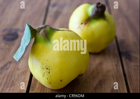 Quinces (Cydonia vulgaris) Stock Photo