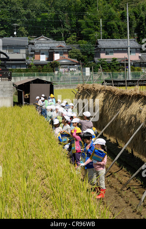 Experiential learning, rice harvest with a school class, Iwakura, Kyoto, Japan, East Asia, Asia Stock Photo