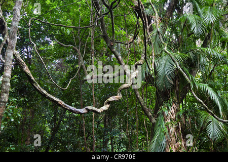 Lianas in the rainforest, Daintree National Park, North Queensland, Australia Stock Photo