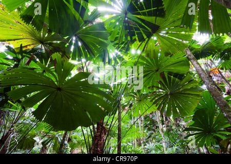 Australian Fan Palms (Licuala ramsayi) in the rainforest, Daintree National Park, northern Queensland, Australia Stock Photo