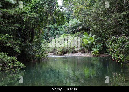 Stream in the rainforest, Daintree National Park, northern Queensland, Australia Stock Photo