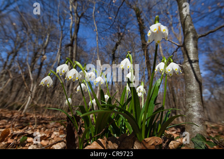 Spring snowflakes (Leucojum vernum), in a deciduous forest in spring, Upper Bavaria, Germany, Europe Stock Photo