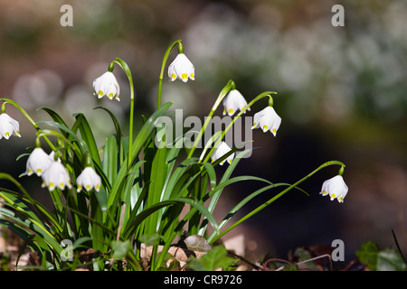 Spring snowflakes (Leucojum vernum), Upper Bavaria, Bavaria, Germany, Europe Stock Photo