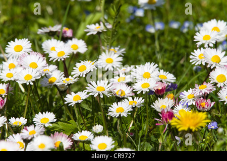 Common daisies (Bellis perennis), Bavaria, Germany, Europe Stock Photo