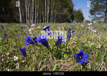 Flower field with clusius gentians (Gentiana clusii) and bird's-eye primroses (Primula farinosa), Upper Bavaria, Germany Stock Photo