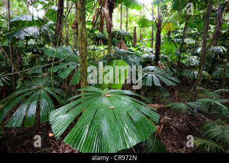 Australian Fan Palms (Licuala ramsayi) in the rainforest, Daintree National Park, northern Queensland, Australia Stock Photo