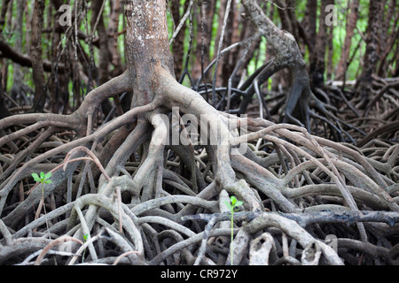 Mangroves on Cape York Peninsula, northern Queensland, Australia Stock Photo