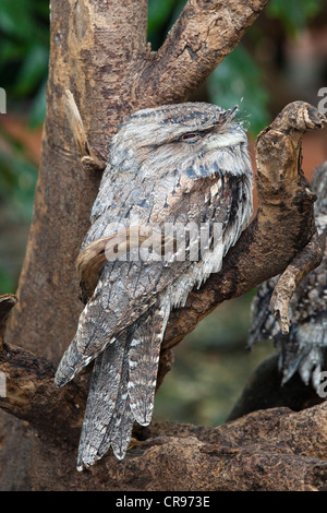 Tawny Frogmouth (Podargus strigoides), Queensland, Australia Stock Photo